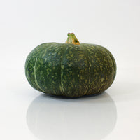 Squash Special Export F1 Seed