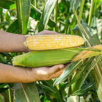 Sweet Corn Kate F1 Seed