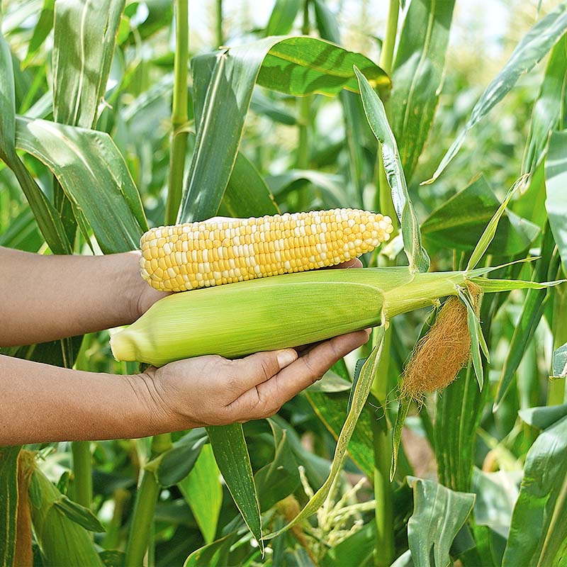 Sweet Corn Raquel F1 Seed