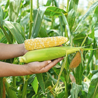 Sweet Corn Raquel F1 Seed