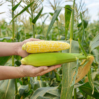 Sweet Corn Rosie F1 Seed