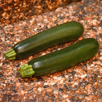 Squash Respect F1 Farmore Seed