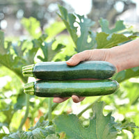 Squash Respect F1 Farmore Seed