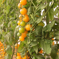 Tomato Esterina F1 Organic Seed