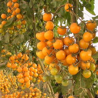 Tomato Esterina F1 Organic Seed
