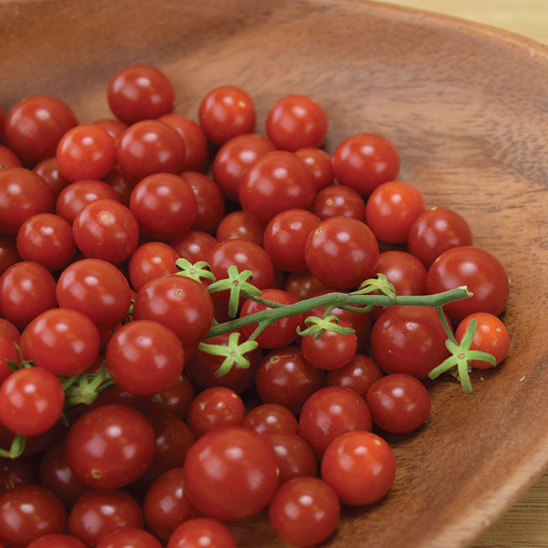 Tomato Candyland Seed