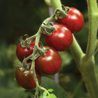 Tomato Chocolate Sprinkles F1 Seed