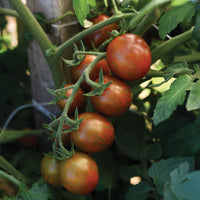 Tomato Chocolate Sprinkles F1 Seed