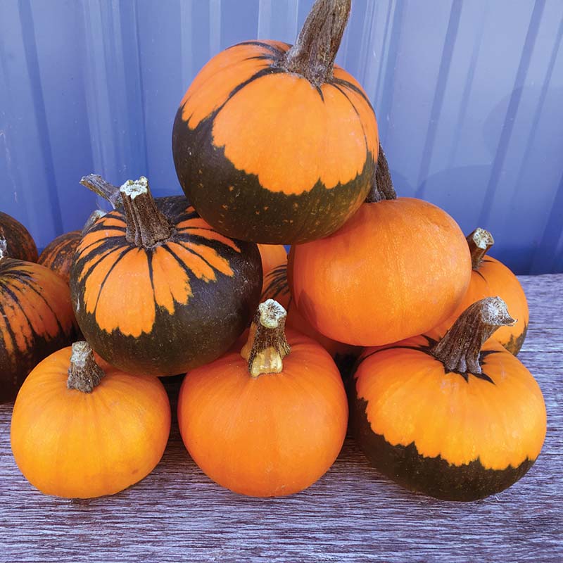 Pumpkin Batwing Mix Seed