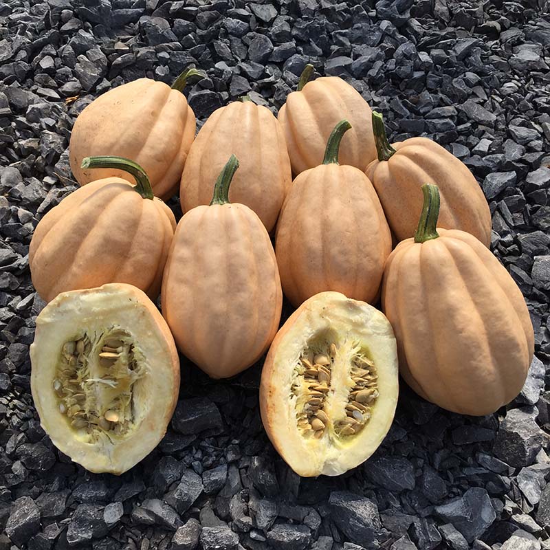 Squash Baked Potatoes F1 Seed