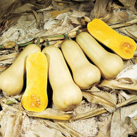 Squash Betternut 900 F1 Farmore Seed