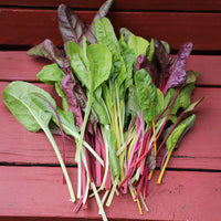 Swiss Chard Rainbow Blend Organic Seed