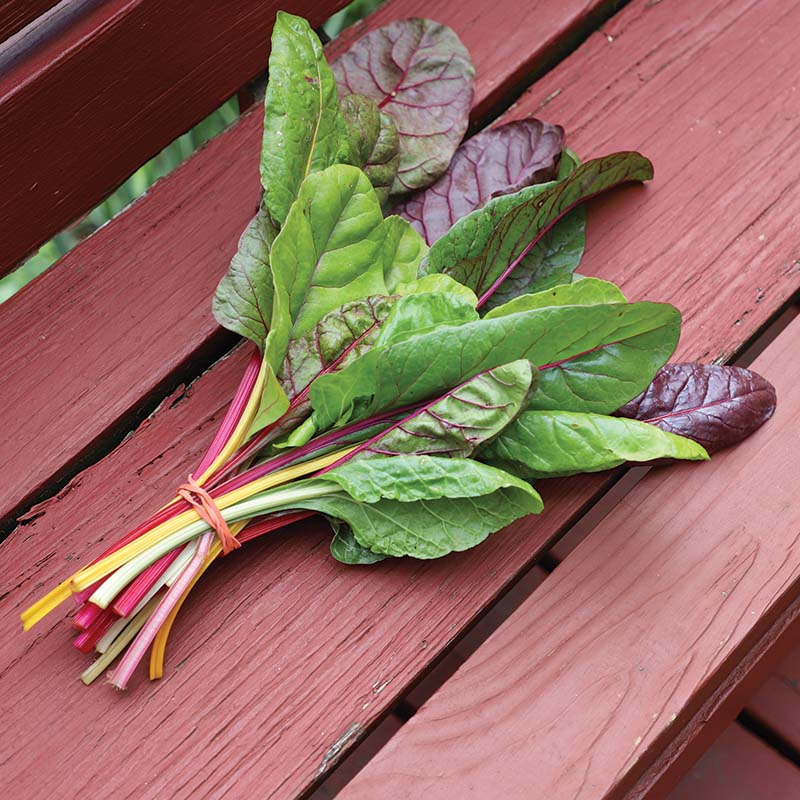 Swiss Chard Rainbow Blend Organic Seed