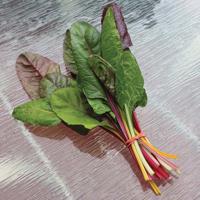 Swiss Chard Rainbow Blend Organic Seed