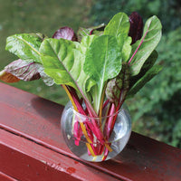 Swiss Chard Rainbow Blend Organic Seed