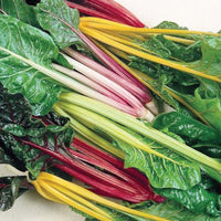 Swiss Chard Rainbow Blend Organic Seed