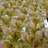 Lettuce Pomegranate Crunch MTO Organic Seed