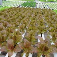 Lettuce Pomegranate Crunch MTO Organic Seed