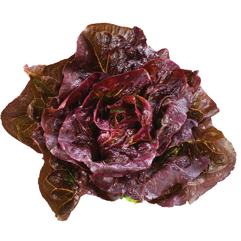 Lettuce Pomegranate Crunch MTO Organic Seed