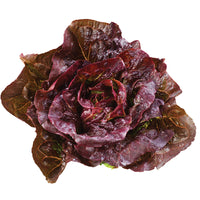 Lettuce Pomegranate Crunch MTO Organic Seed