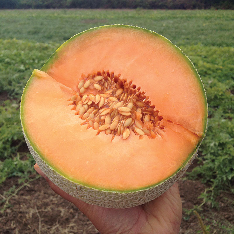 Melon Divergent F1 Organic Seed