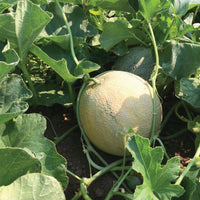 Melon Divergent F1 Organic Seed