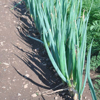 Onion Parade Organic Seed