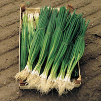 Onion Parade Organic Seed