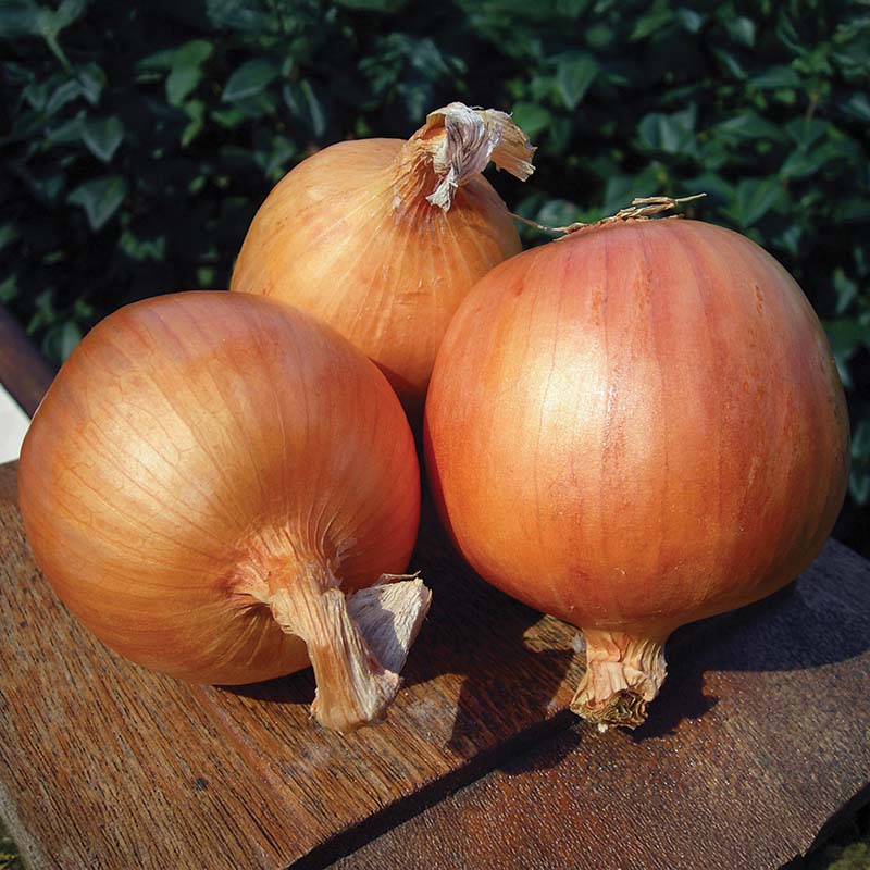 Onion Yankee F1 Organic Seed