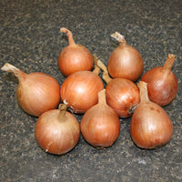 Onion Yankee F1 Organic Seed