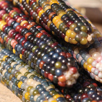 Ornamental Corn Glass Gem Organic Seed