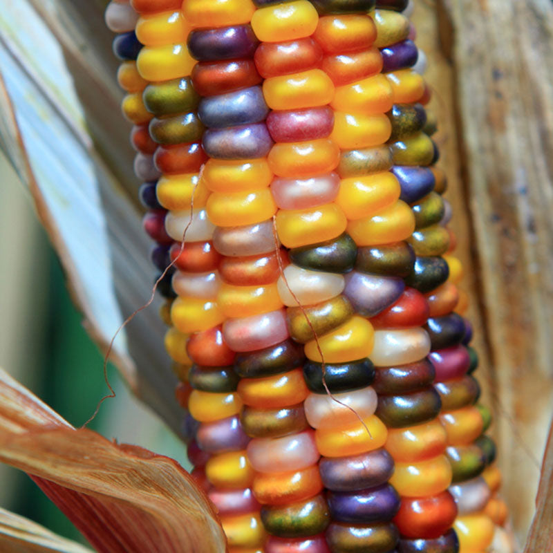 Ornamental Corn Glass Gem Organic Seed