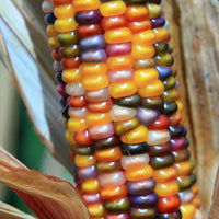 Ornamental Corn Glass Gem Organic Seed
