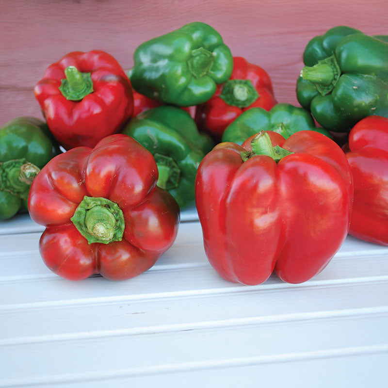 Pepper King Of The North Organic Seed