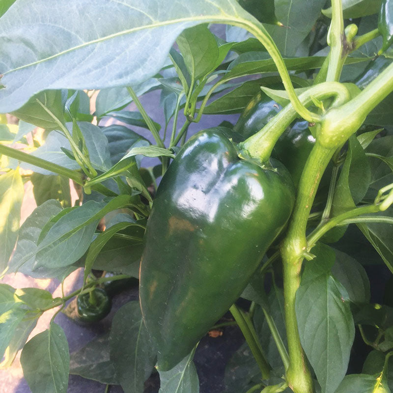 Pepper Bastan F1 Organic Seed