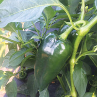 Pepper Bastan F1 Organic Seed