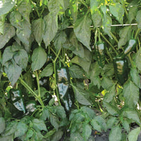 Pepper Bastan F1 Organic Seed
