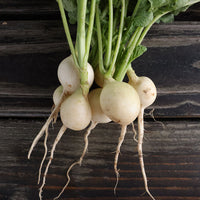 Radish Pearl Organic Seed