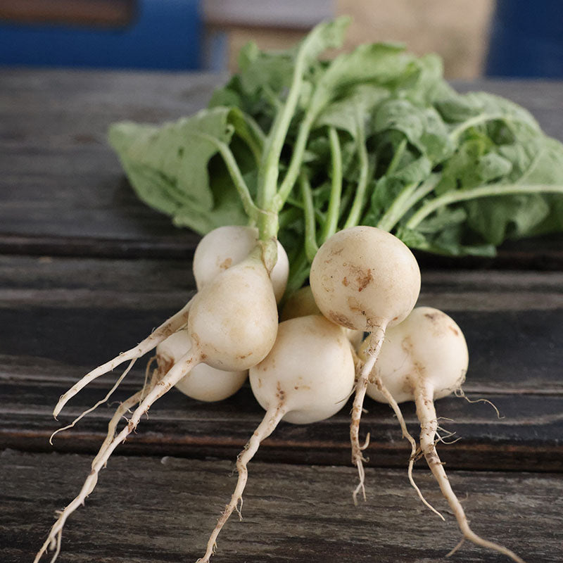 Radish Pearl Organic Seed