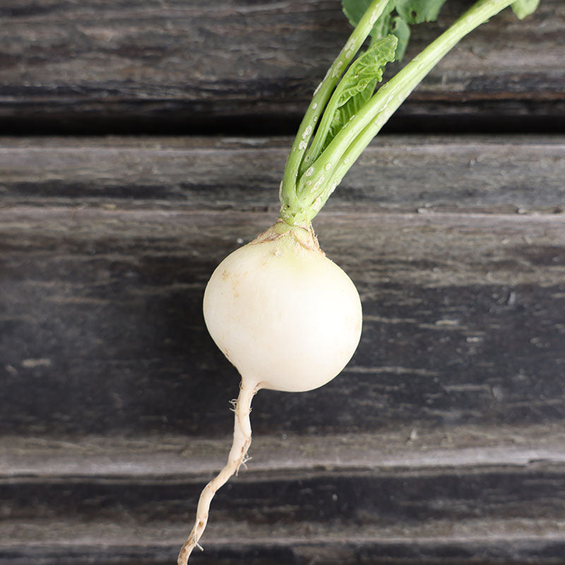 Radish Pearl Organic Seed