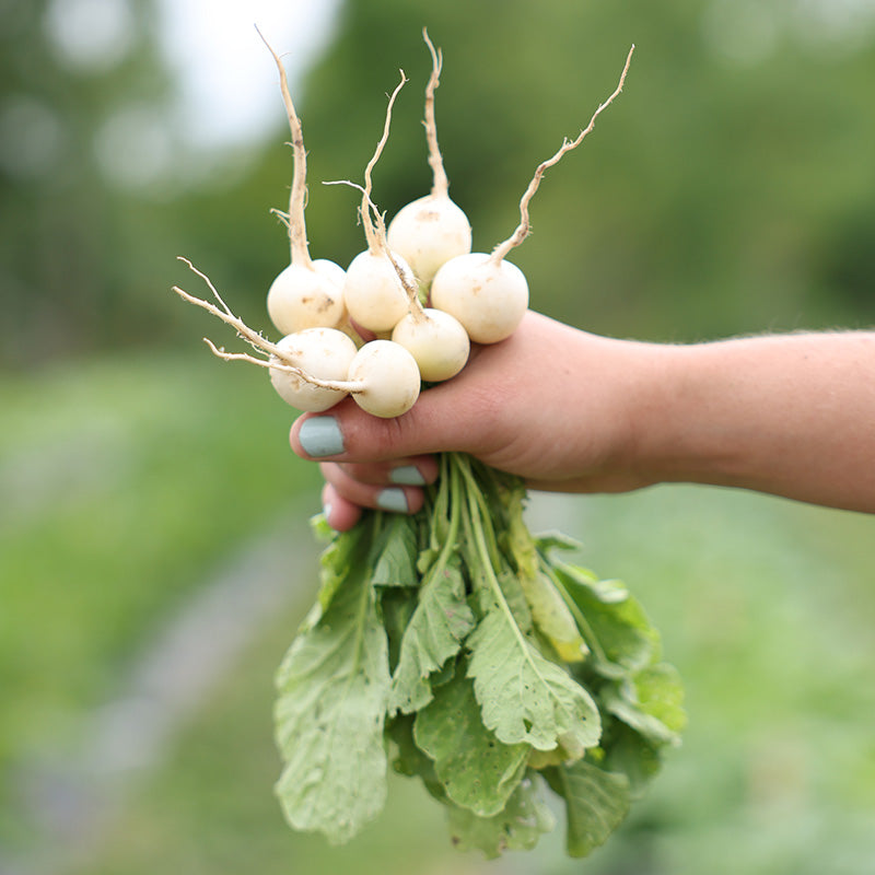 Radish Pearl Organic Seed