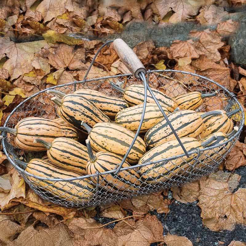 Squash Honeyboat Delicata Organic Seed