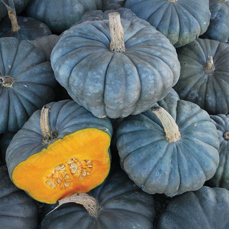 Squash Queensland Blue Seed