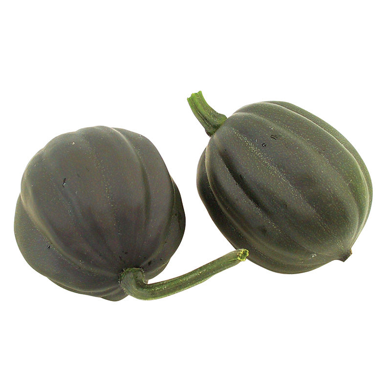 Squash Table Sugar F1 Organic Seed