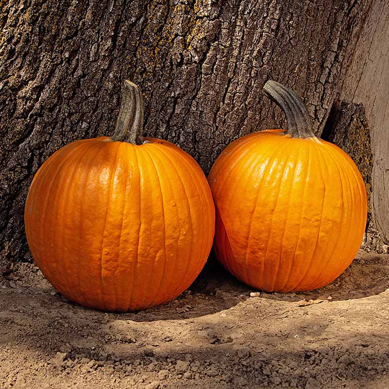 Pumpkin Orange Sunrise F1 Seed