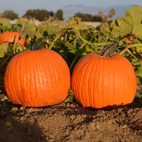 Pumpkin Orange Sunrise F1 Seed