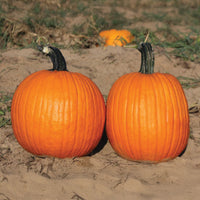 Pumpkin Orange Sunrise F1 Seed