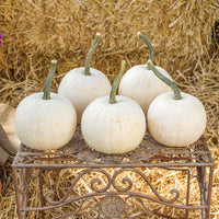 Pumpkin Snowball F1 Seed