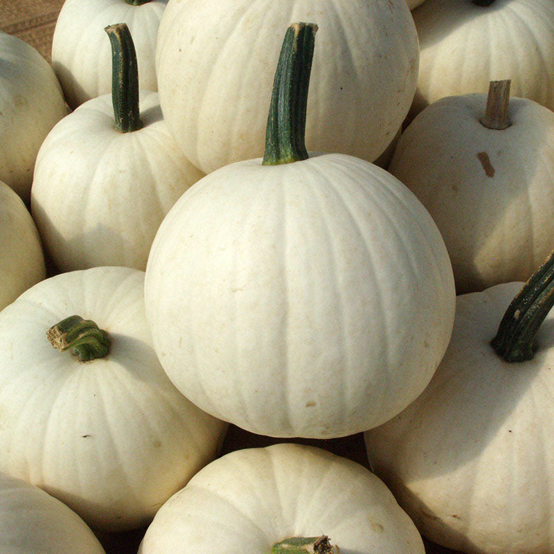 Pumpkin Snowball F1 Seed