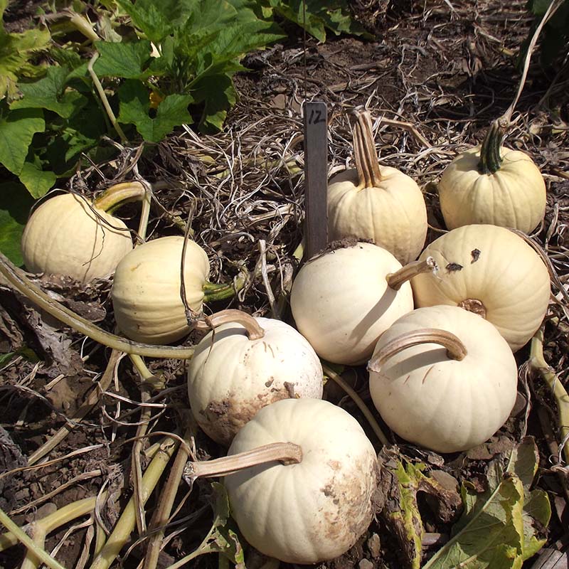 Pumpkin Snowball F1 Seed